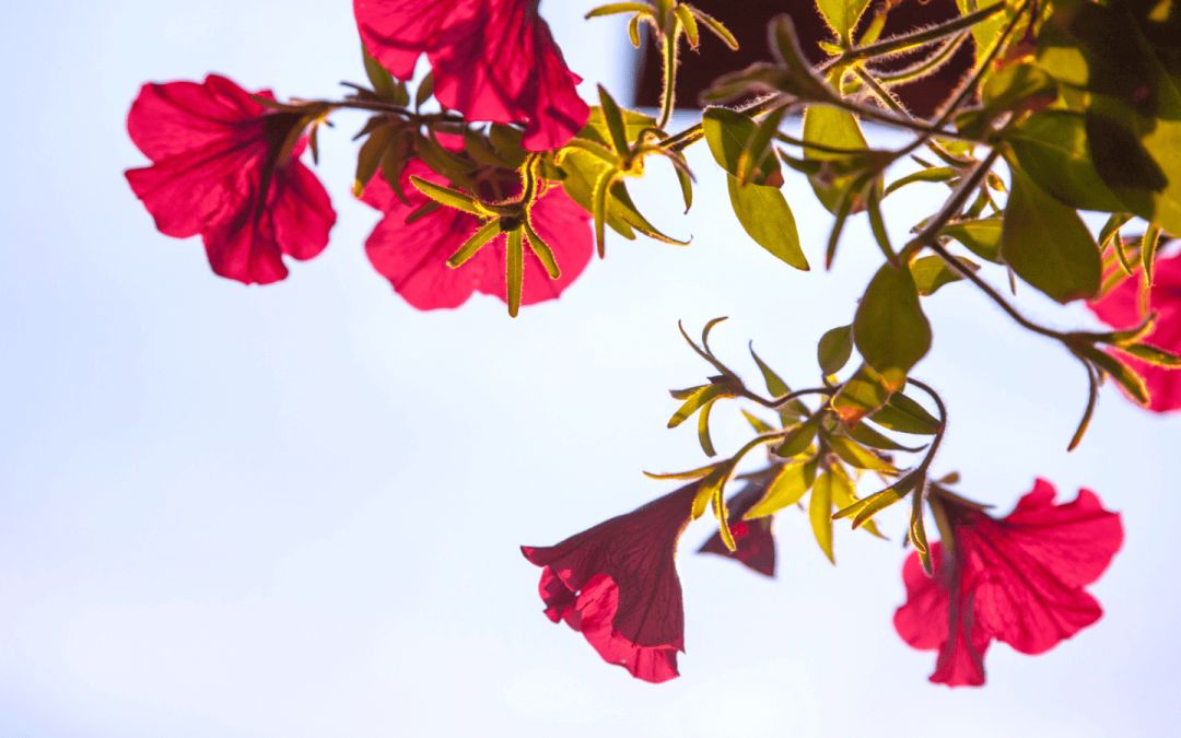 Complicatie, incident of toch een calamiteit: Weet jij het verschil?